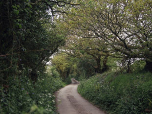 The current path Male Infertility