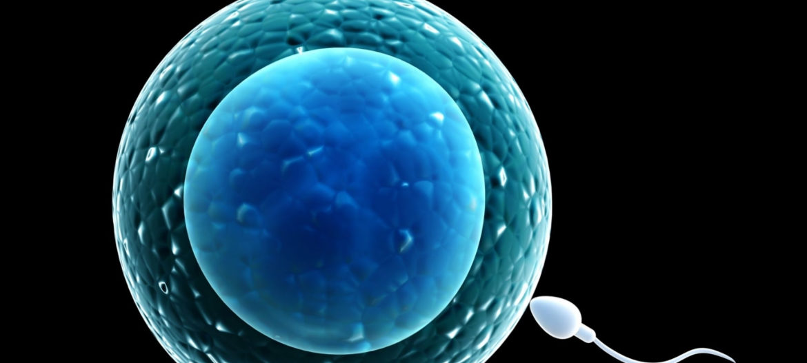 Male Fertility - The last two months
